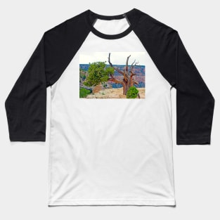 Grand Canyon Tree Study 3 Baseball T-Shirt